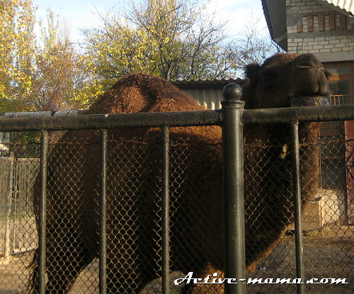 Верблюд. Зоопарк в Николаеве
